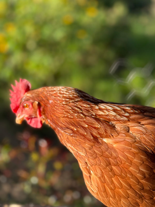 gallinas-libres-de-jaula