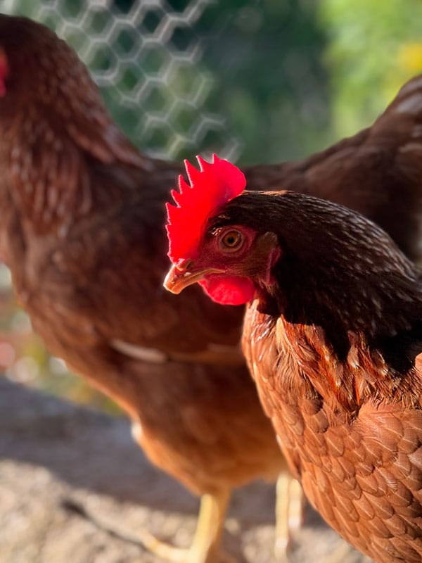 Dos gallinas de plumaje café juntas al aire libre