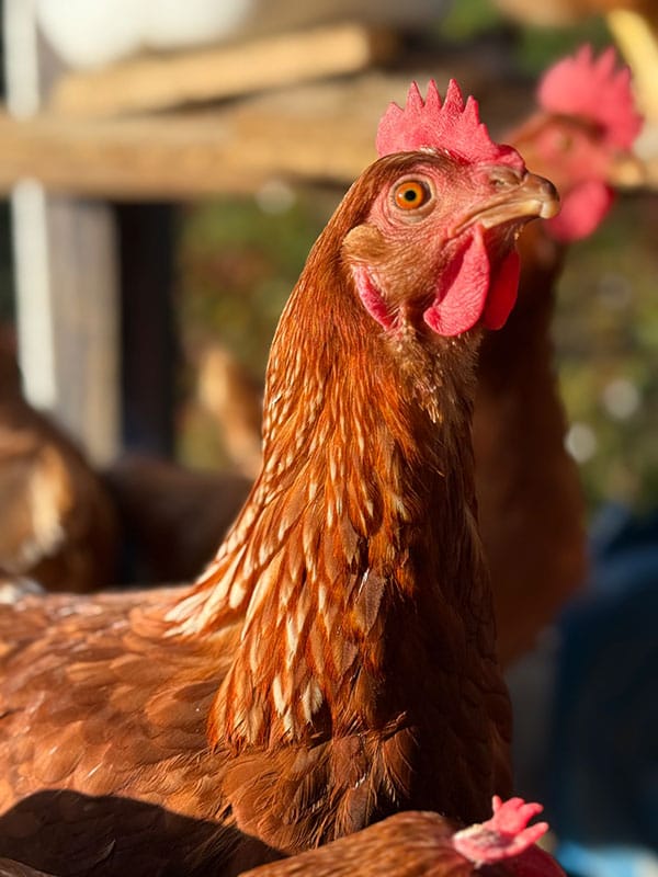 Gallina de plumaje café cuidada al aire libre en San Félix